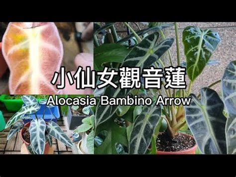 仙女觀音蓮風水|仙女觀音蓮風水：提升家中靈氣的迷人植物 – 植物盆栽綠寶典